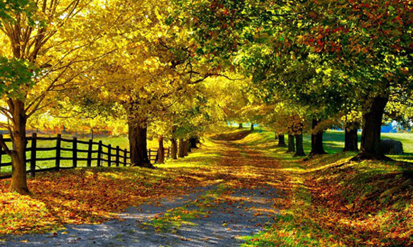 nature_landscapes_autumn_trees_leaves_colors_priroda_jesen_slike_phtotography_fotografija_zabava_no_limit_info-585x350