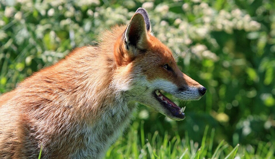 fox-275958_960_720-960x555
