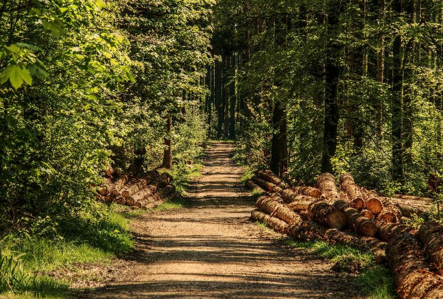 trees-g1aac1ed72_1920_608x900