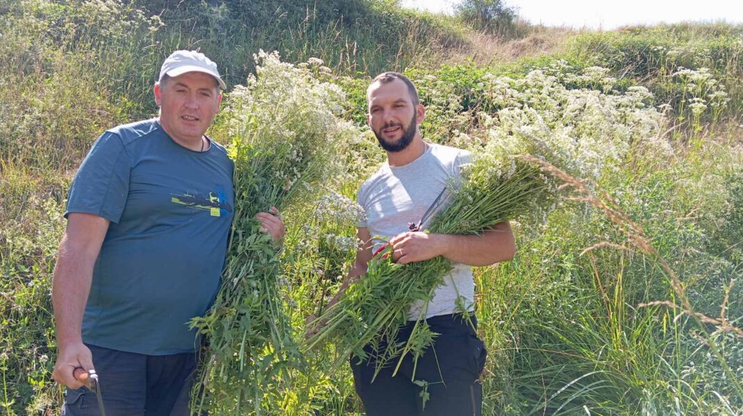 Almir Jasavič i Božidar Proročić sakupljaju valerijanu