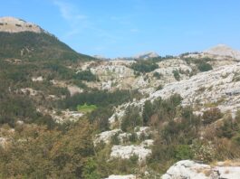 TREŠTENIK-TISOVE PLOČE-MAJSTORICA-MAJSTORI