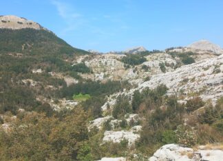 TREŠTENIK-TISOVE PLOČE-MAJSTORICA-MAJSTORI