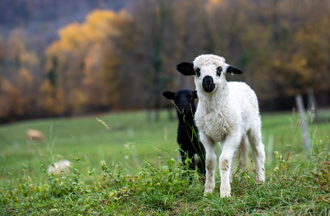 lamb-5733685_1280